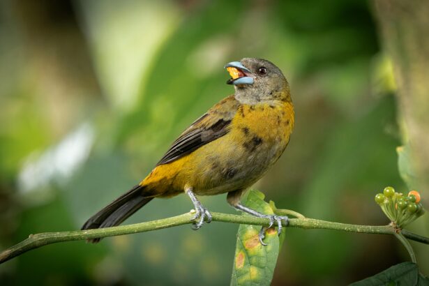 huitlacoche bird